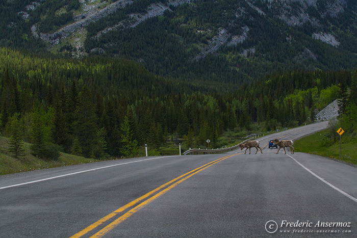 27 big horn sheeps crossing road