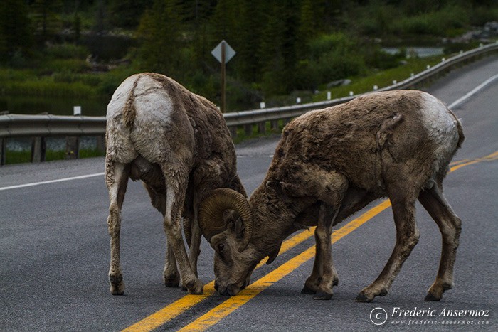 28 big horn sheeps on road