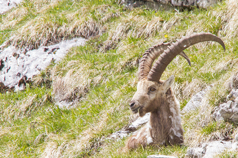 Vanil noir ibex