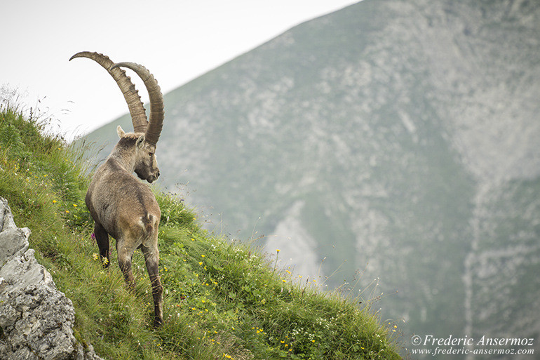 Vanil noir ibex in the swiss Alps