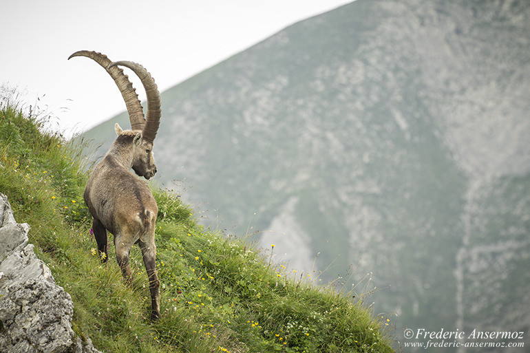 Vanil noir bouquetin dans les Alpes suisses