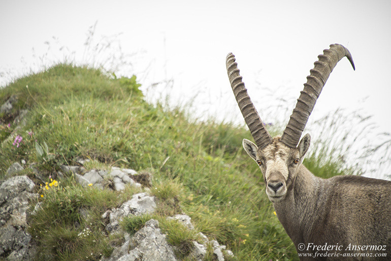 Vanil noir ibex