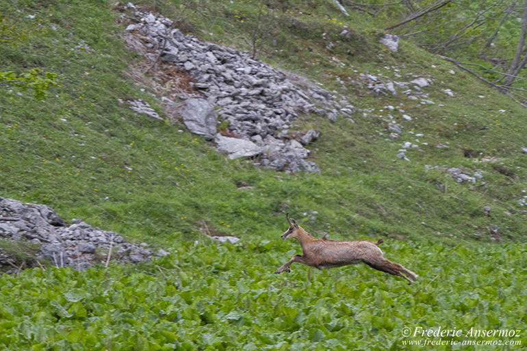 Chamois en pleine course, faune alpine