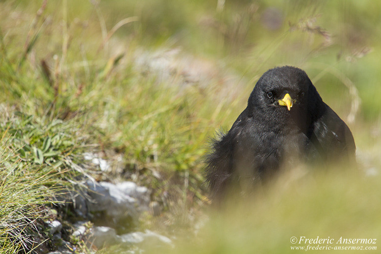 Alpine chough or yellow-billed chough (Pyrrhocorax graculus) on the ground