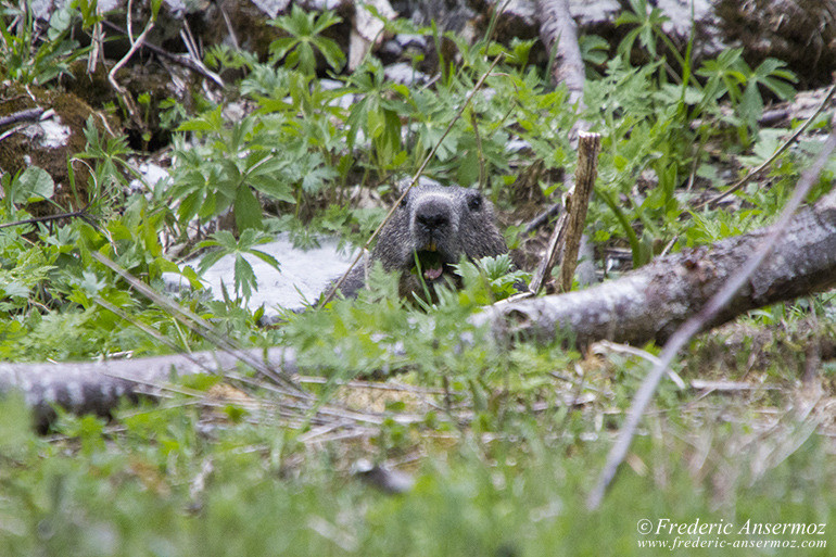 Marmotte machouillant de l'herbe la bouche ouverte