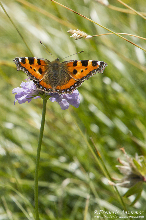 Vanil noir papillon