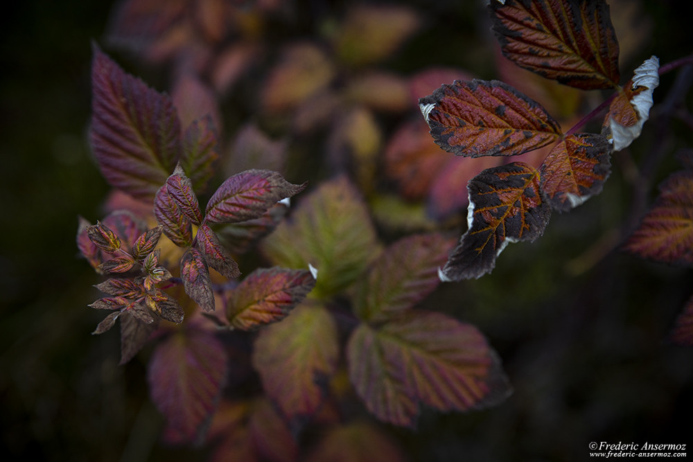 Autumn colors leaves