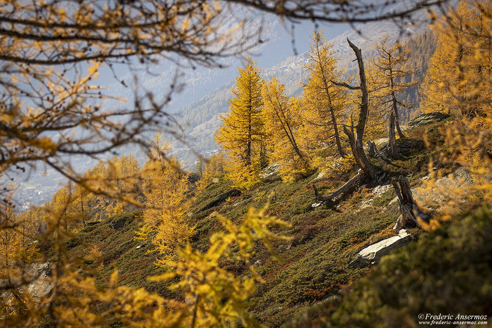 Mélèzes en Valais durant l'automne. Photographie de nature dans les Alpes suisses