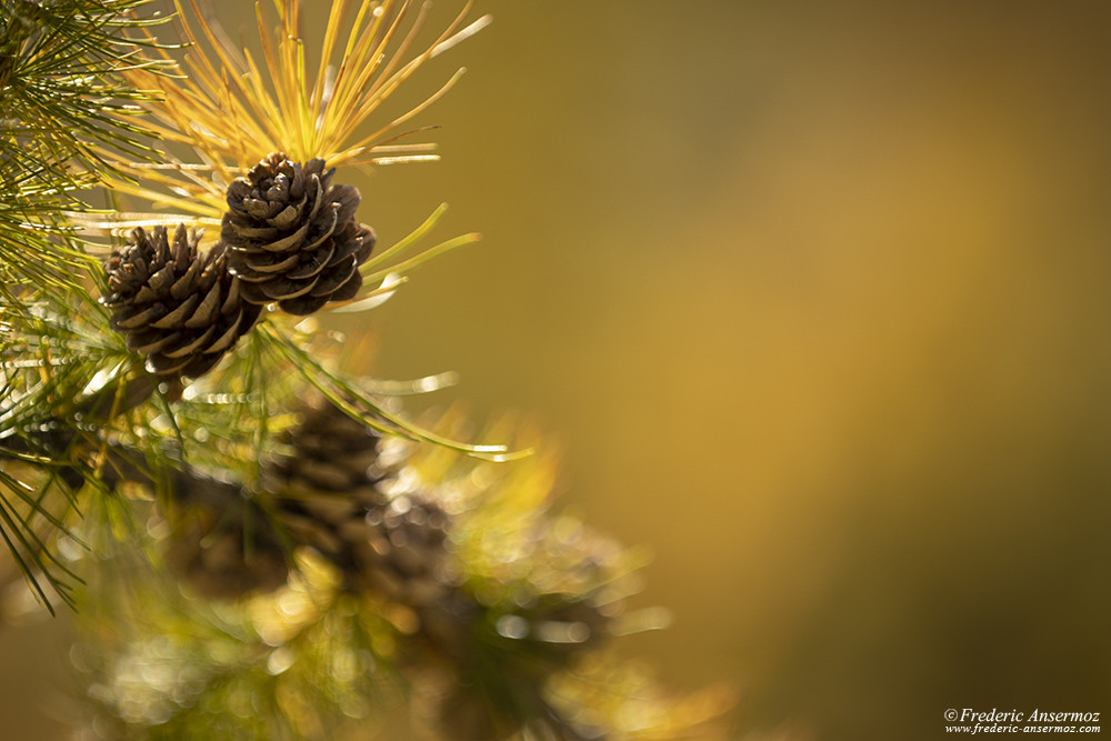 Larches begin to take their autumn colors