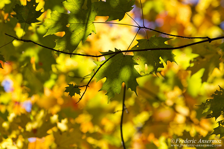 Autumn leaves colors