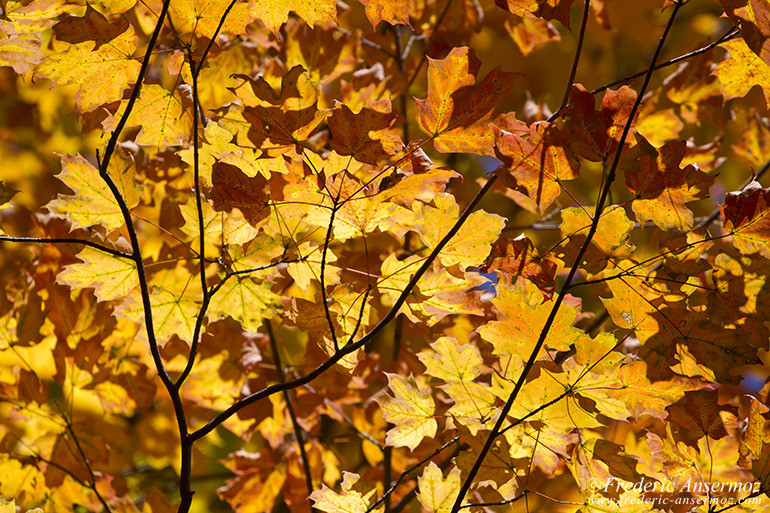 Autumn leaves colors