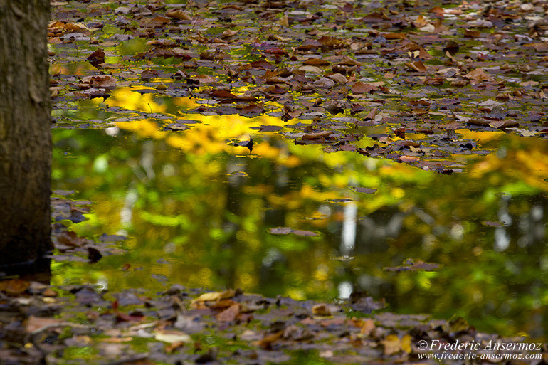 Autumn leaves colors