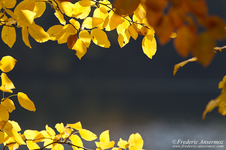 Autumn leaves colors