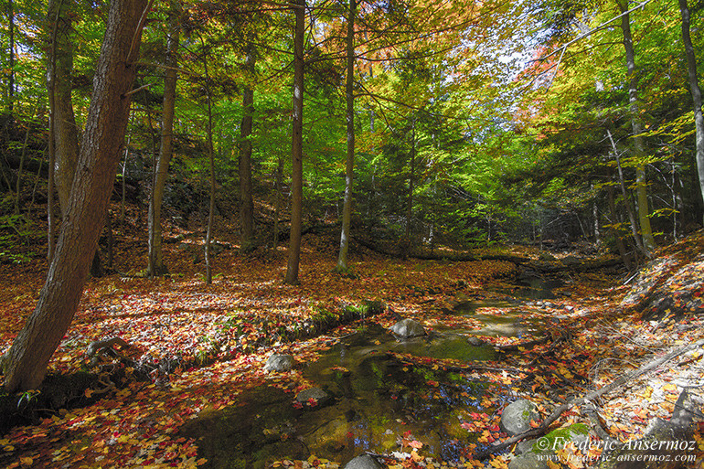 Autumn leaves colors