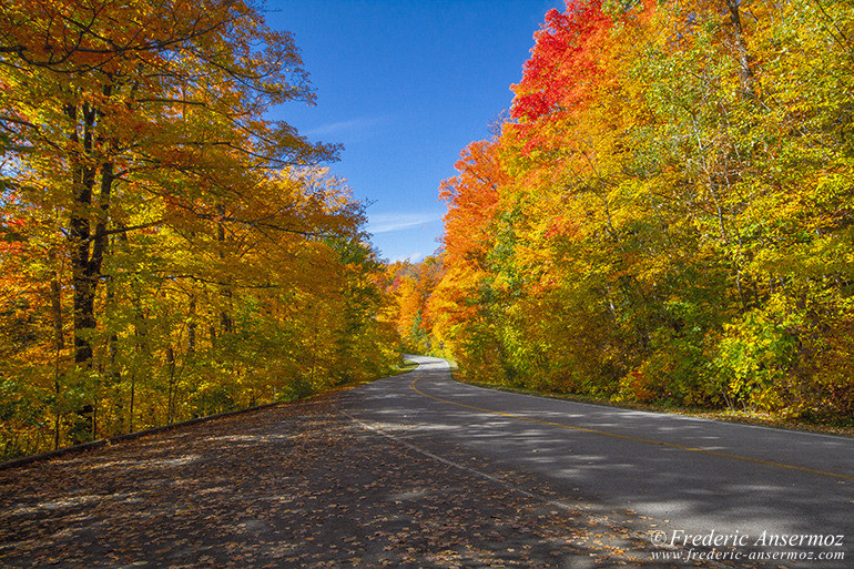 Autumn leaves colors