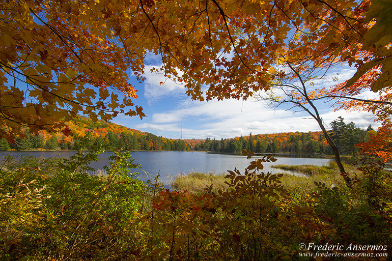 Autumn leaves colors