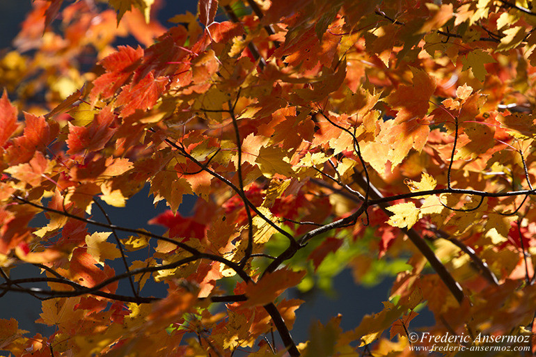 Autumn leaves colors