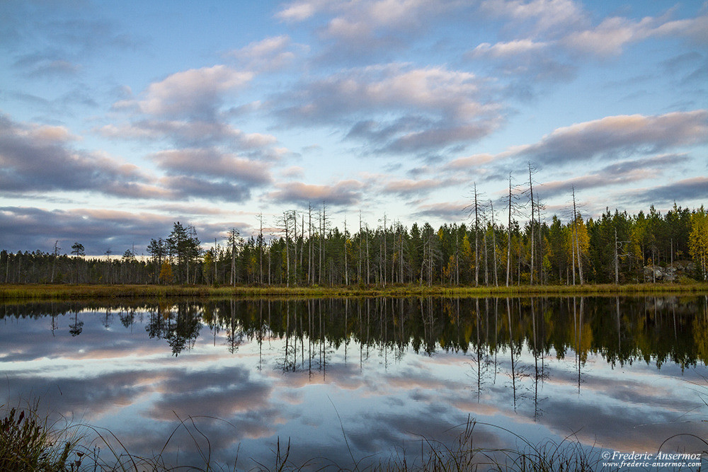 Observation des ours en Finlande, frontière finno-russe