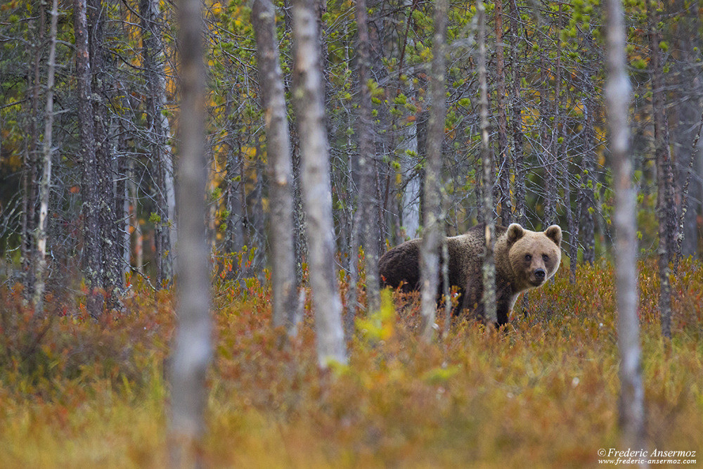 Brown bear in finnish taïga, Kuhmo, Finland