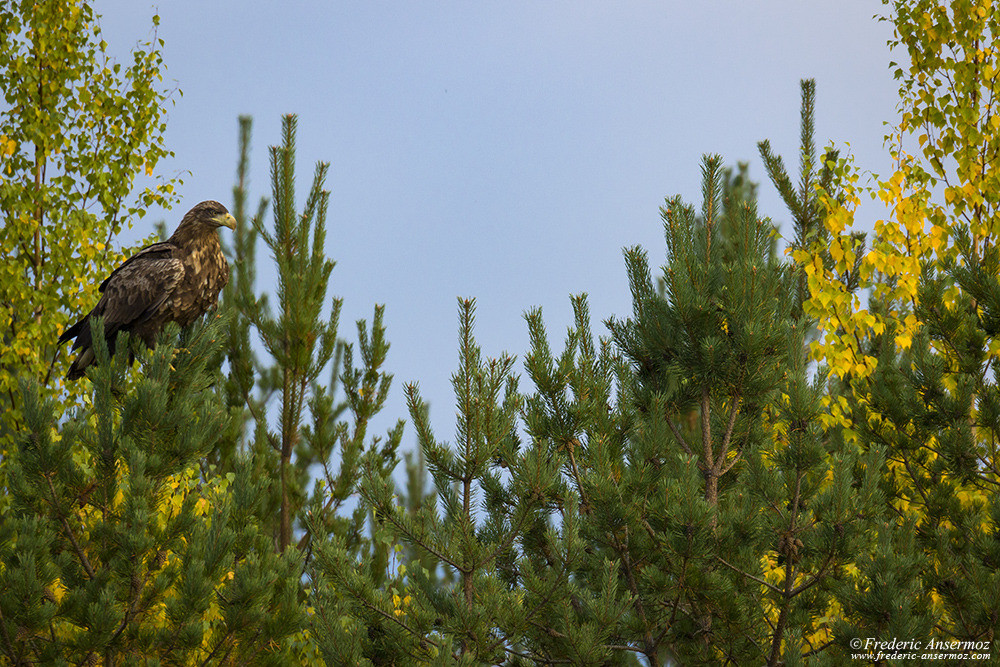 White-tailed eagle (Haliaeetus albicilla), ern, erne, gray eagle, Eurasian sea eagle, Subadult