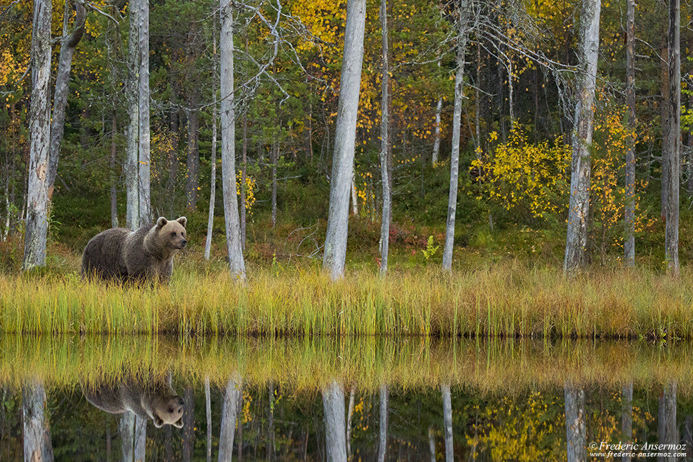 Observation des ours bruns en Finlande, Kuhmo