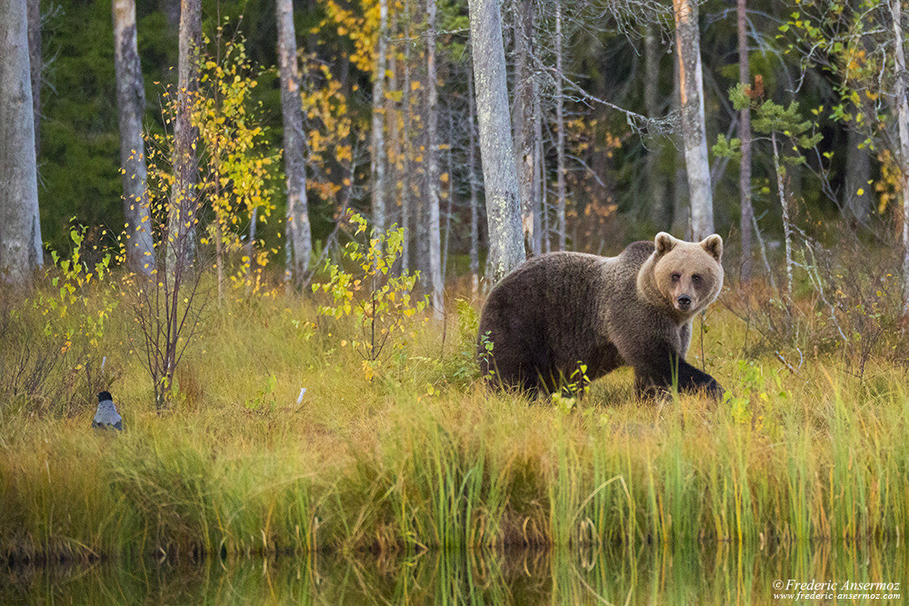 Brown bear in Kuhmo, Wildlife of Finland