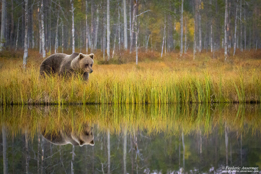 Wildlife watching in Finland, brown bear