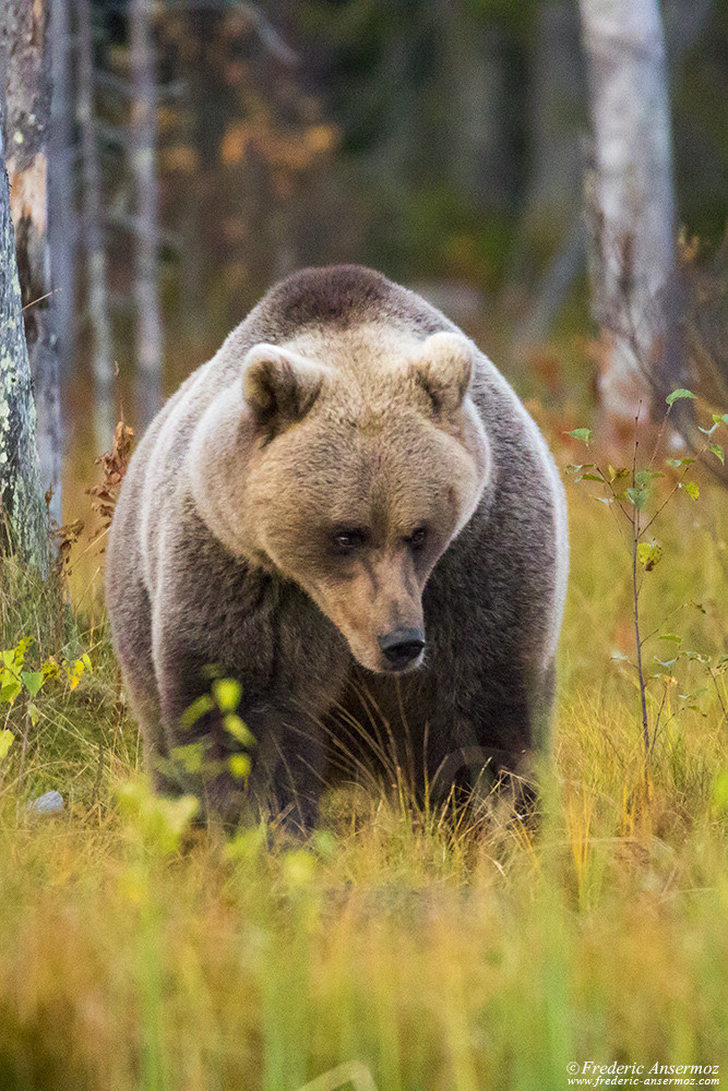 Wild brown bear portrait, Wildlife of Finland