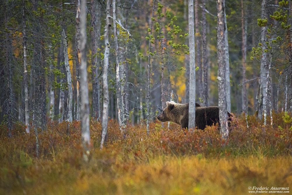 Wildlife photography in Finland, brown bear in the wild