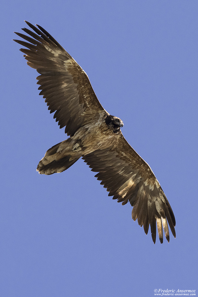 Gypaète barbu juvénile dans les airs