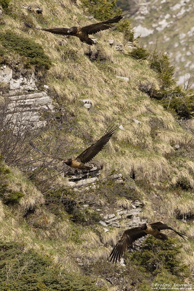 Trois gypaètes barbus juvéniles jouent avec les vents dans les montagnes suisses