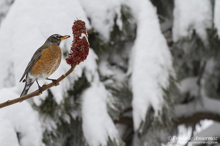 American robin