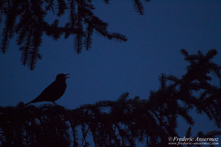 Bird silhouette