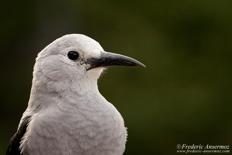 Clark nutcracker bird portrait