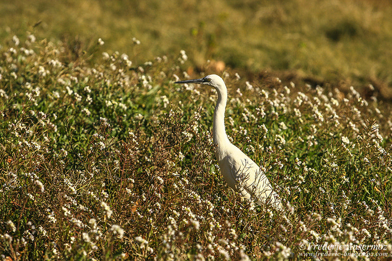 Egret