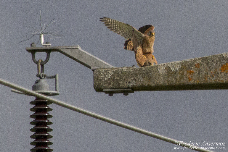 Falcon mating