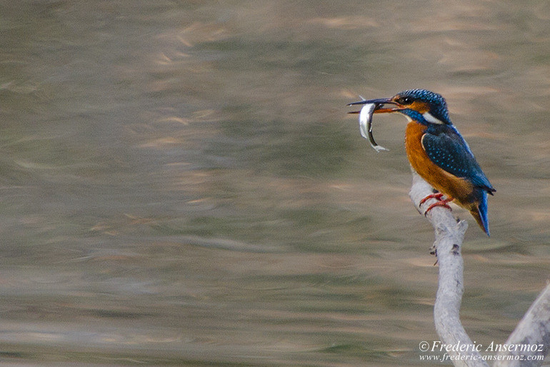 Kingfisher fish