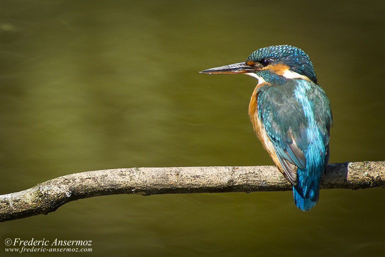 Kingfisher