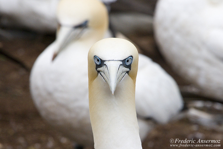 Northern gannet ansermoz