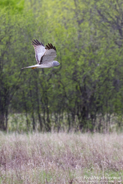 Northern harrier Northern harrier