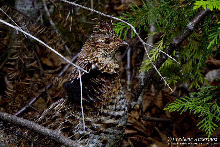 Red grouse