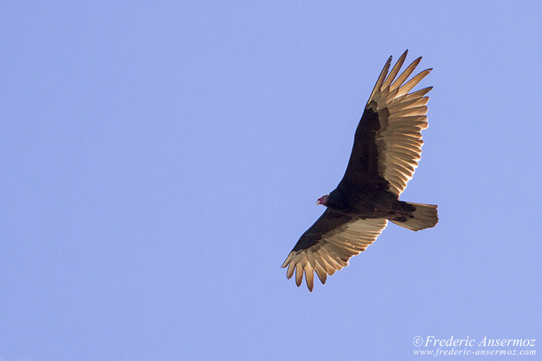 Turkey vulture quebec