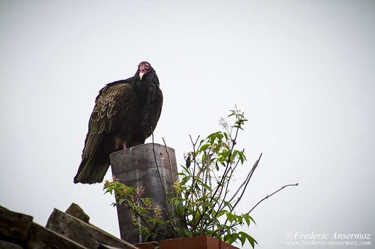 Turkey vulture