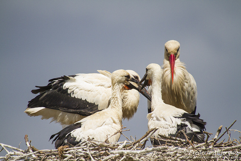 White stork nest