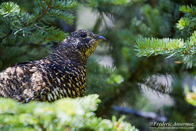 Willow ptarmigan