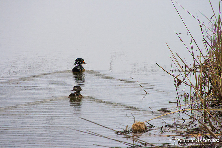 Wood ducks couple