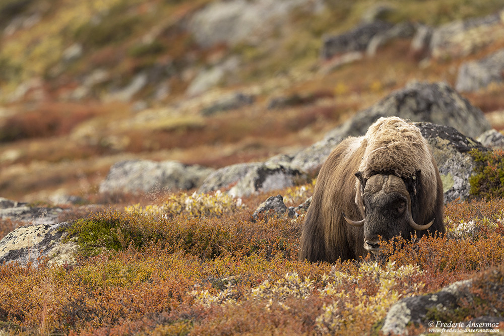 Musk ox in autumn colors in Dovrefjell, in Norway