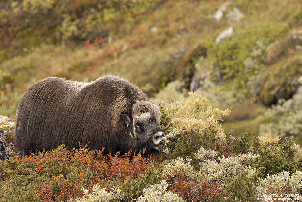 Musk ox cow feeding in the grass