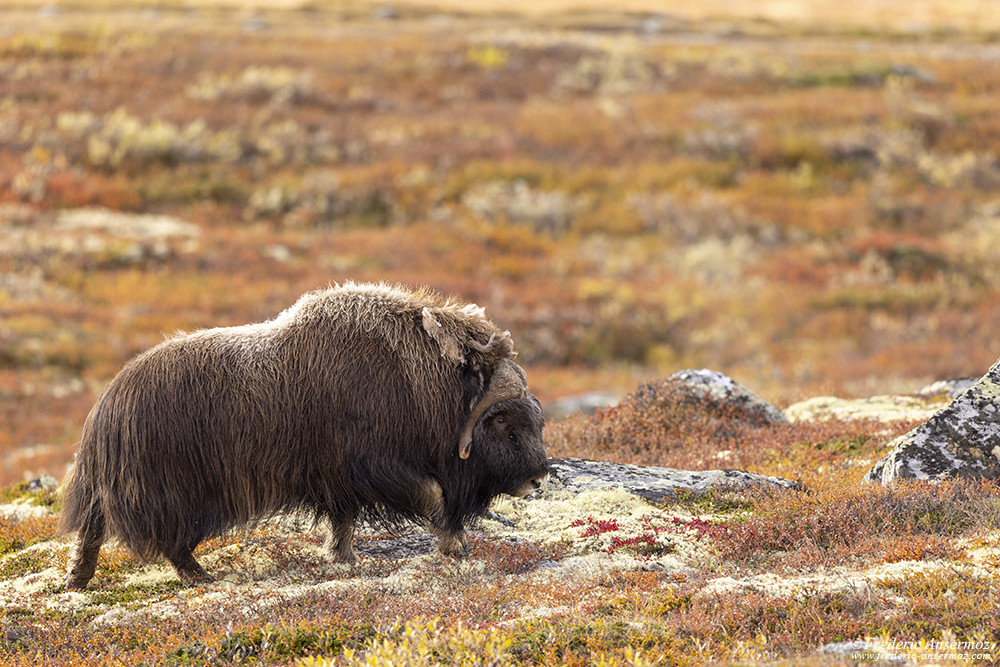 Musk ox wandering in the norwegian expanses