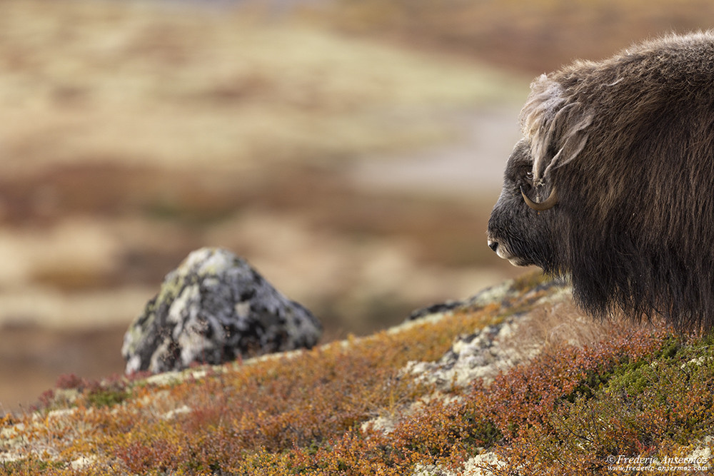 Musk ox